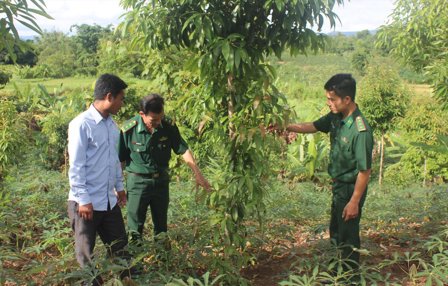 Nhờ sự giúp đỡ của Đồn Biên phòng Hướng Lập và nhân dân bản Ka Tiêng, người dân bản A Via đã đổi thay cuộc sống từ cây bời lời và sắn cao sản. Ảnh: PV 