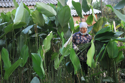 Làng lá dong ở Hà Nội hối hả vụ Tết