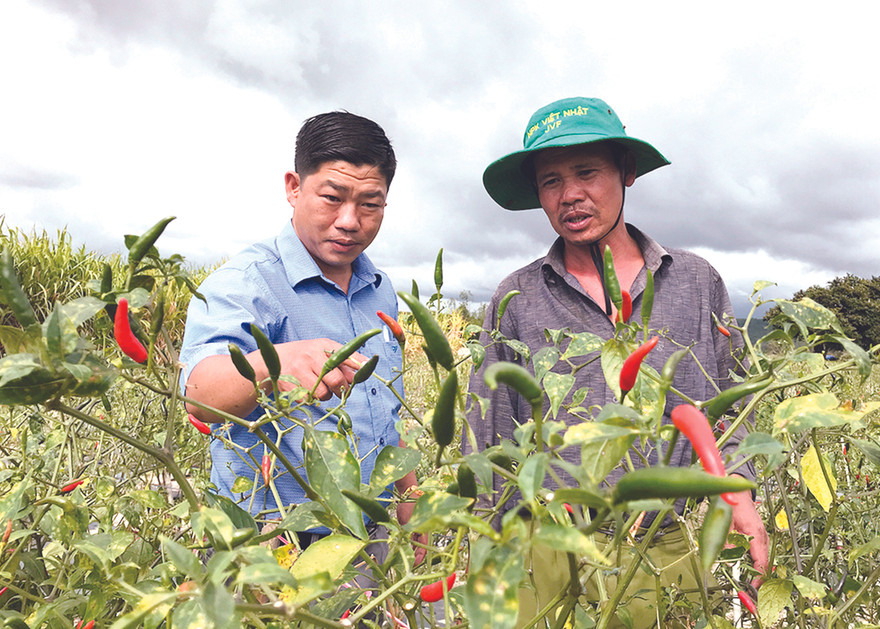 Ông Phan Đình Sơn (đội mũ) rất vui khi nói về cách chăm sóc để vườn ớt cho quả trên vùng đất sỏi đá 