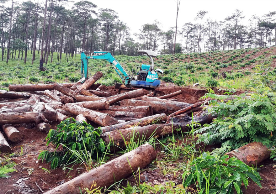 Thông bị cưa hạ, chôn lấp dưới hố sâu để phi tang ở Kon Tum