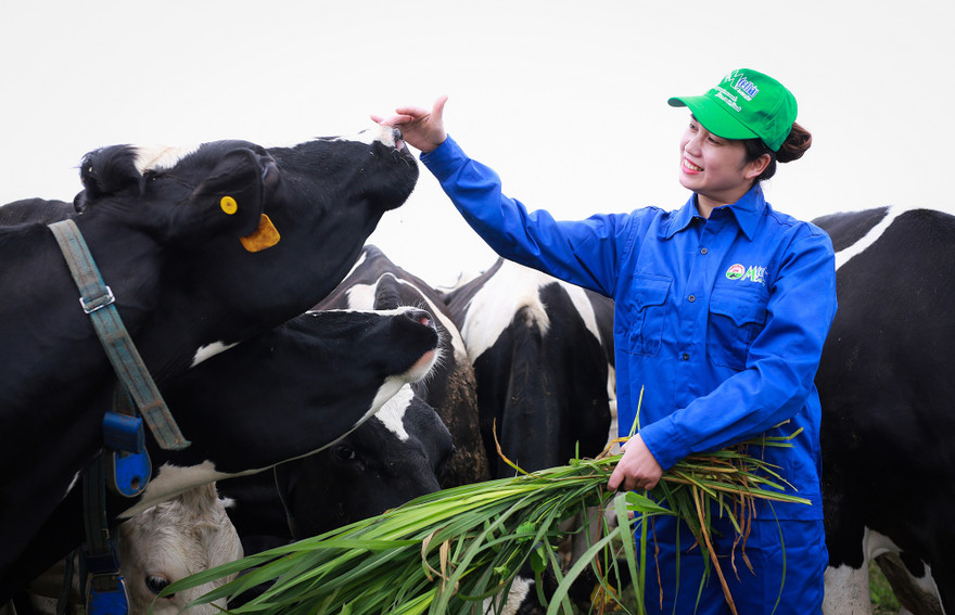 Mộc Châu Milk sẽ tăng quy mô đàn bò sữa lên khoảng 40.000 con vào năm 2025, sản lượng sữa tươi nguyên liệu đạt trên 500 tấn/ngày