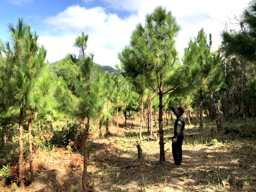 Cán bộ Công ty TNHH MTV lâm nghiệp Kon Rẫy chăm sóc rừng trồng 