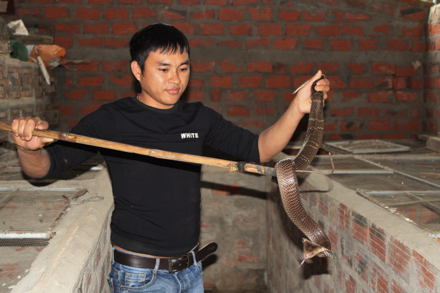 “Vua” rắn làng