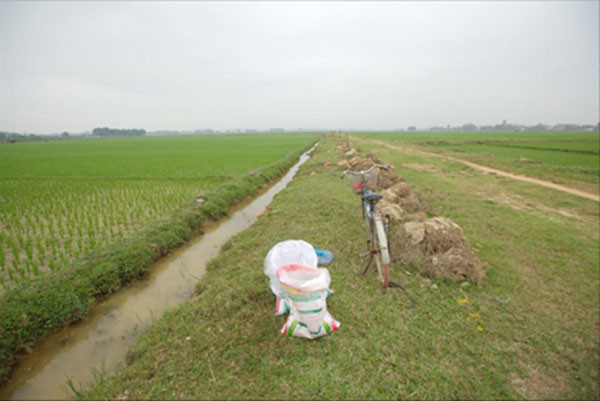 Cánh đồng thôn Xuân Dục (Tân Minh, Sóc Sơn, Hà Nội) được quy hoạch xây dựng trường đua ngựa hàng trăm triệu USD. Ảnh: Trường Phong