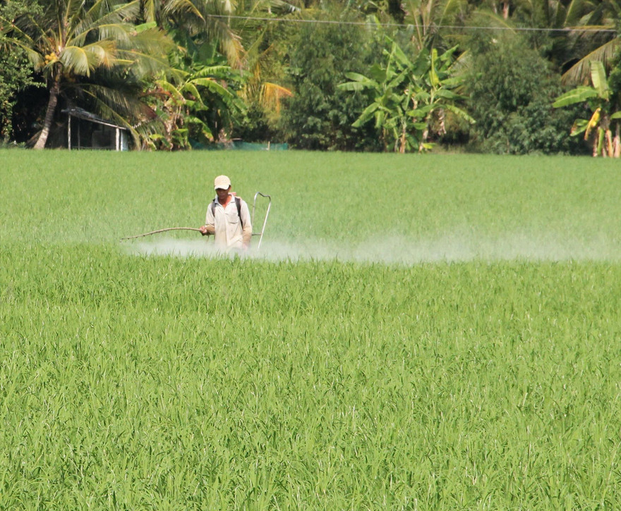 ĐBSCL vẫn bán và sử dụng... vô tư chất diệt cỏ có thể gây ung thư