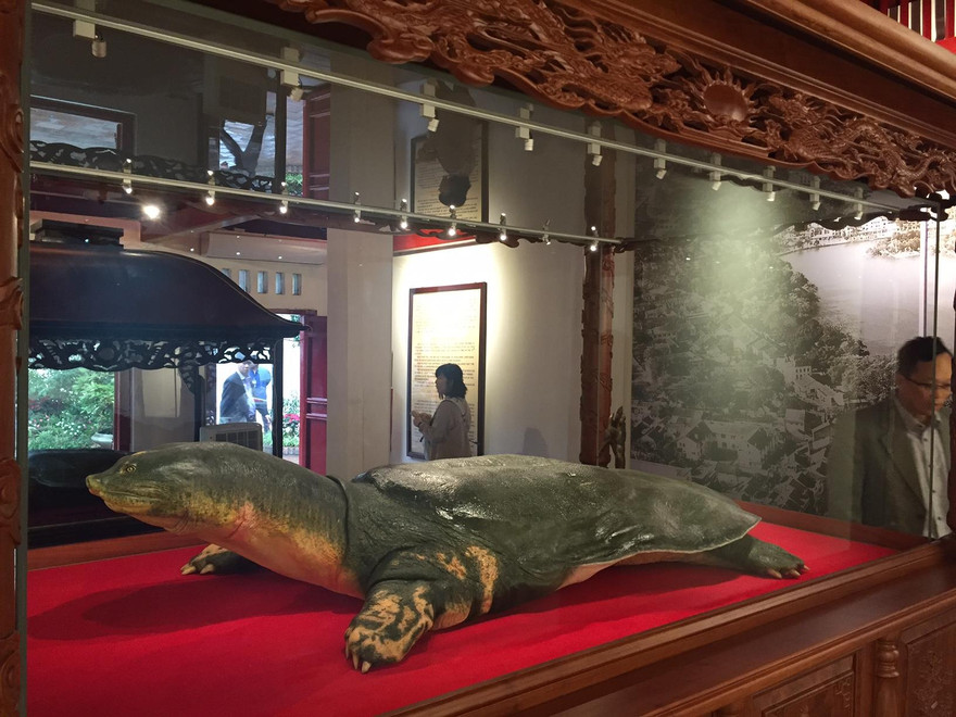 Mẫu vật cụ rùa tại đền Ngọc Sơn Ảnh: NGUYỄN HOÀI 