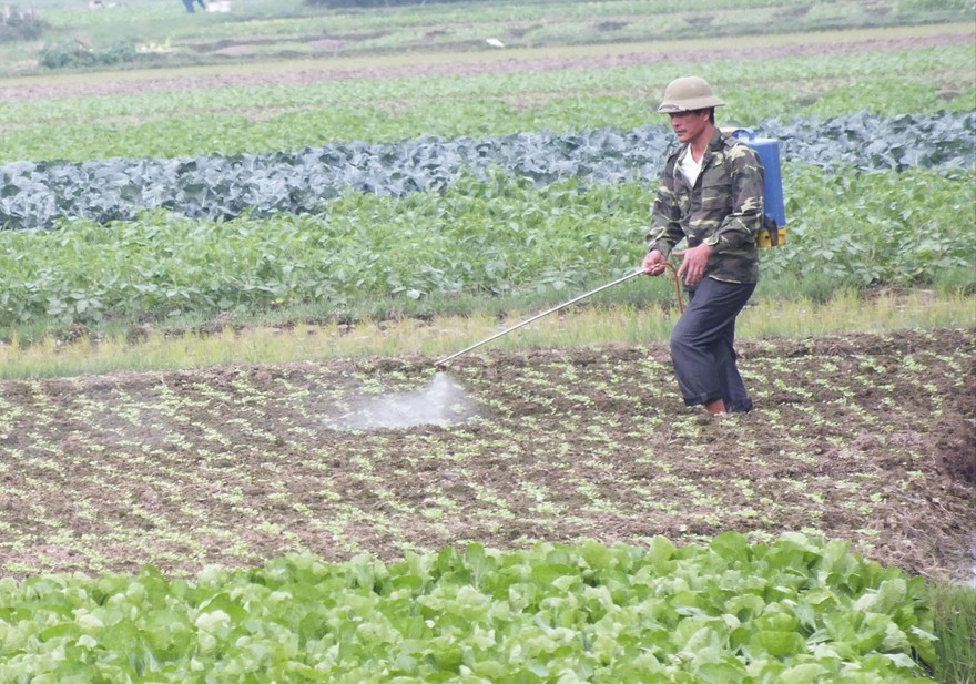 Chất diệt cỏ có thể gây ung thư: Xử lý 5 triệu lít thành phẩm ra sao?