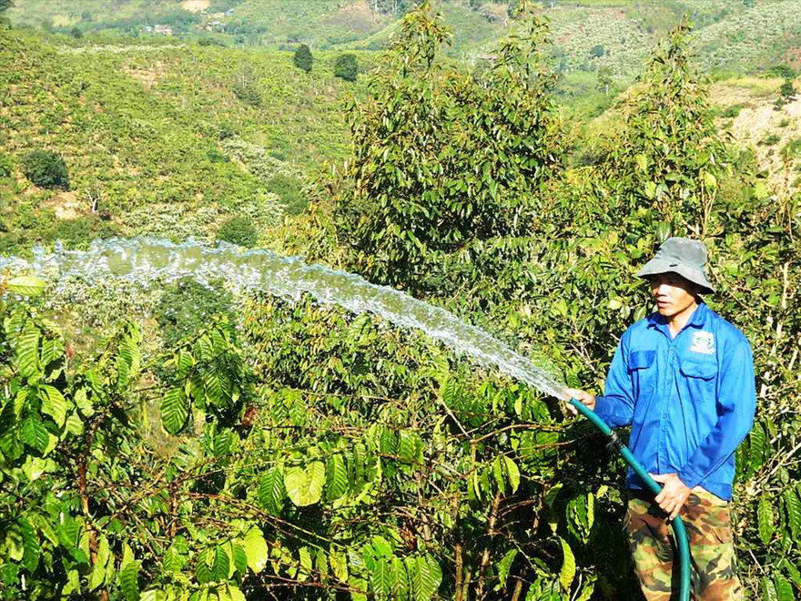 Anh Nguyễn Văn Trí, công nhân một công ty sản xuất điện - điện tử ở TPHCM quyết định trở về quê ở Đăk Nông để trồng cà phê vì thu nhập không đủ sống