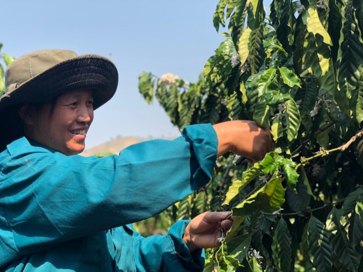 Nhờ vay vốn NHCS, gia đình chị Y Chính xã Đăk Ui huyện Đăk Hà đã thoát nghèo cùng cây cà phê. Ảnh: KH