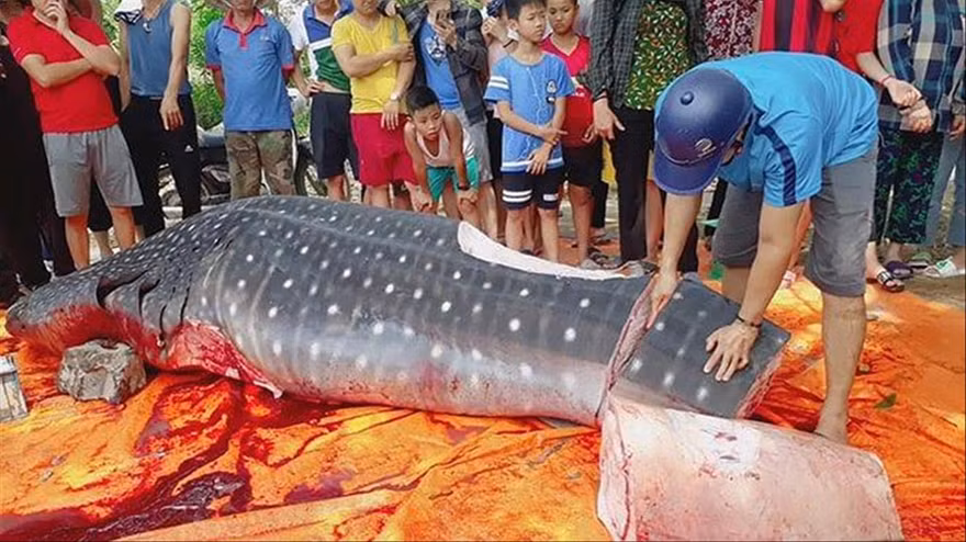 Thanh Hóa: Cá 'khủng' bị cắt khúc là cá nhám voi?