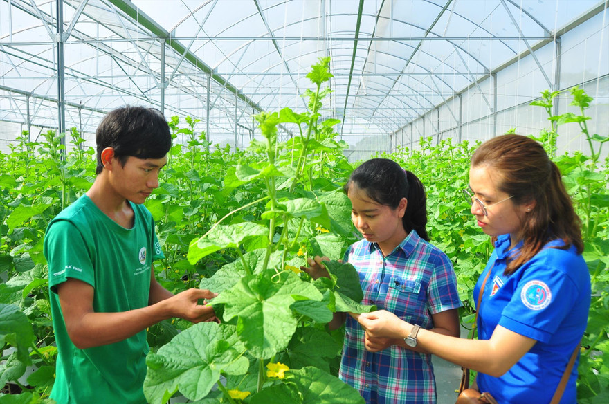 Các bạn trẻ khởi nghiệp với mô hình dưa lưới công nghệ cao ở An Giang. ẢNH: HÒA HỘI