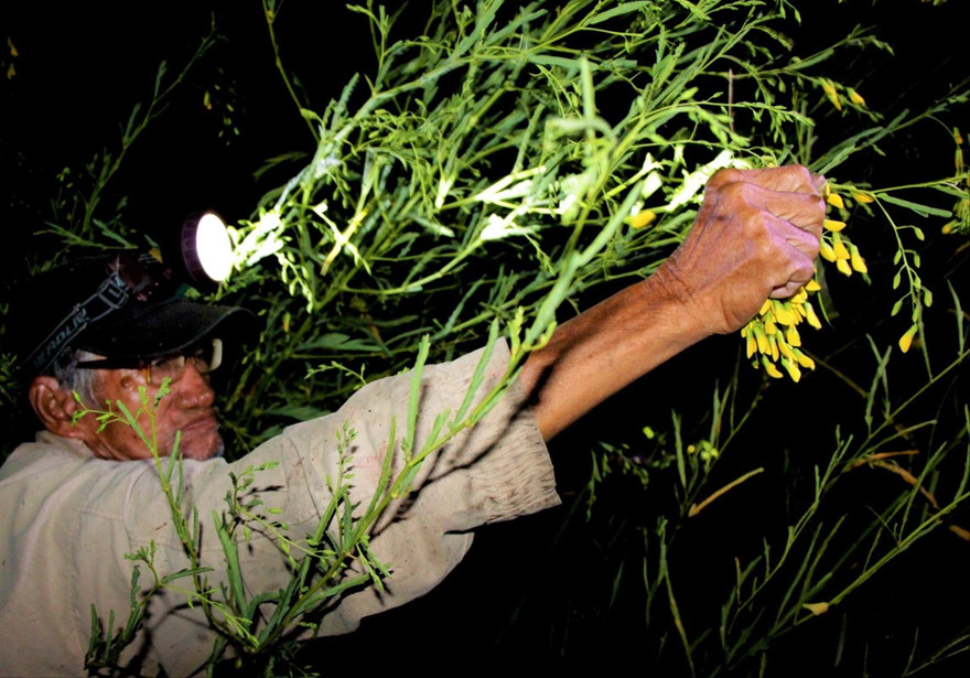 Ông Lê Thành Thăng dù đã U80 nhưng vẫn tham gia hái bông điên điển xuyên đêm Ảnh: Kim Hà 