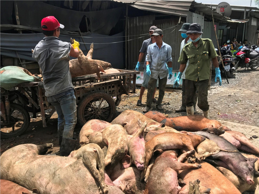 Đến nay, TPHCM đã có hơn 17.000 con lợn bị tiêu hủy do dịch