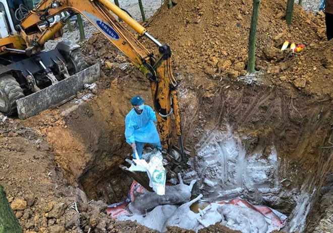 Lực lượng chức năng tỉnh Hòa Bình tiêu hủy đàn lợn mắc dịch tả lợn châu Phi tại xóm Cáp, xã Hợp Thanh (Lương Sơn)