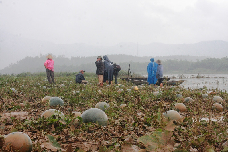 Hàng chục ha dưa hấu của người dân bị ngập trong nước.