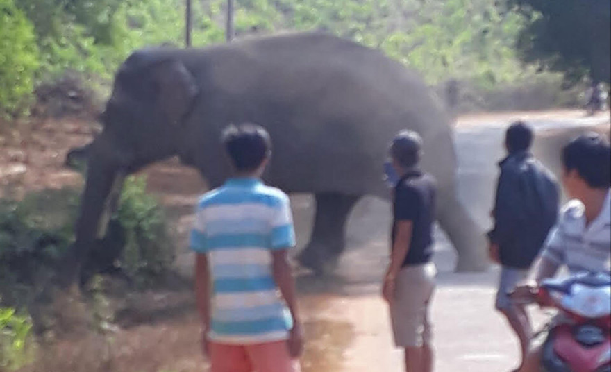 Voi rừng ra khu vực dân cư ấp 5, xã Thanh Sơn vào ban ngày 