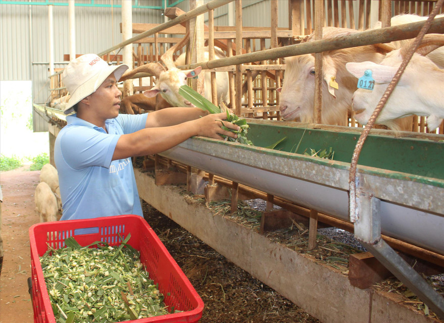 Anh Nguyễn Văn Hải (xã Ea Bar, huyện Buôn Đôn, tỉnh Đắk Lắk) cho đàn dê ăn sau khi khai thác sữaẢNH: H.T