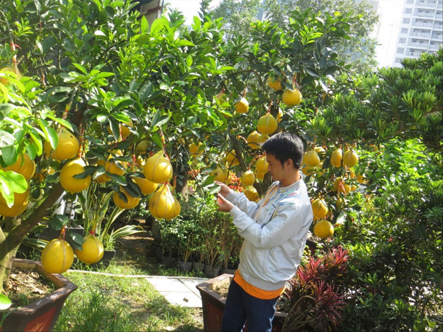 Những cây bưởi Diễn trái lúc lỉu trên đường Mai Chí Thọ (Q.2) được nhà vườn chăm sóc cẩn thận. Ảnh: U.P 