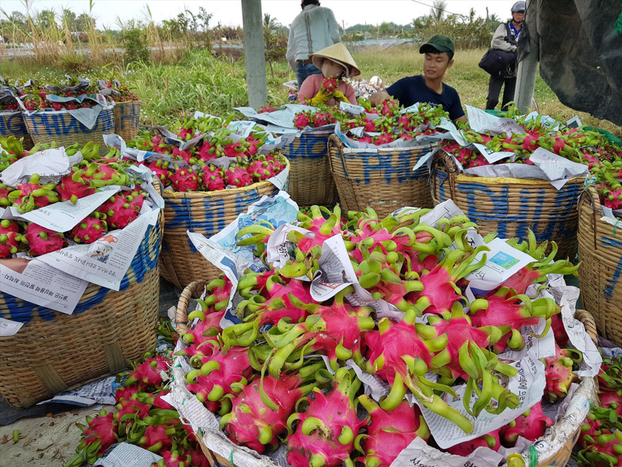 Nông dân thu hoạch thanh long tại Long An. Ảnh: N.H 