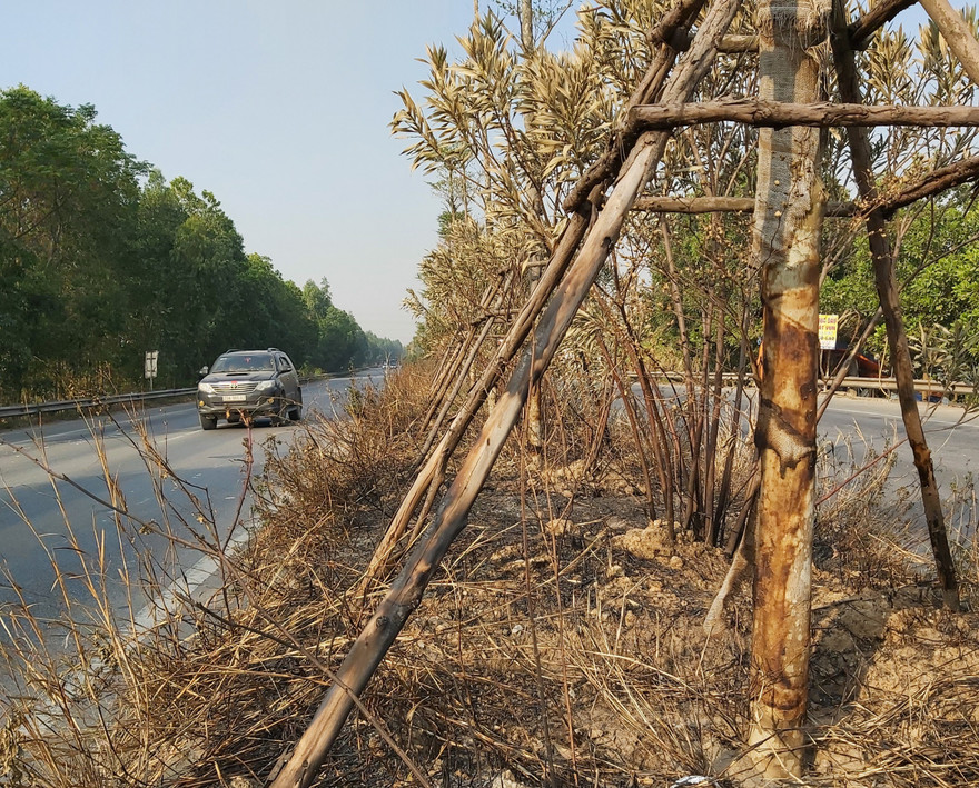 Cây bàng lá nhỏ trên QL18 bị chết do việc đốt cây cỏ 