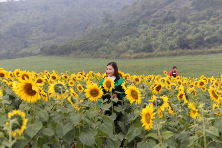 Du khách đến tham quan, chụp ảnh tại cánh đồng hoa Hướng dương