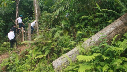 Nhiều cây gỗ lớn trong lâm phận BQL rừng phòng hộ Sông Tranh bị lâm tặc đốn hạ