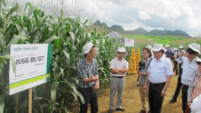 Dù đã đưa vào trồng đại trà một số giống ngô BĐG, nhưng việc quản lý sử dụng sản phẩm ngô BĐG còn lúng túng. Ảnh: Phạm Anh