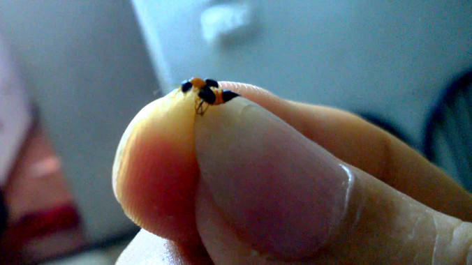 Kiến ba khoang đang tấn công nhiều chung cư Hà Nội. Ảnh: Văn Hải