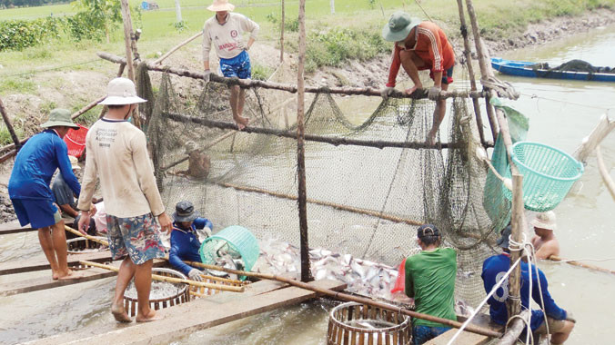 Người nuôi cá tra vẫn nghèo khó. Ảnh: Sáu Nghệ