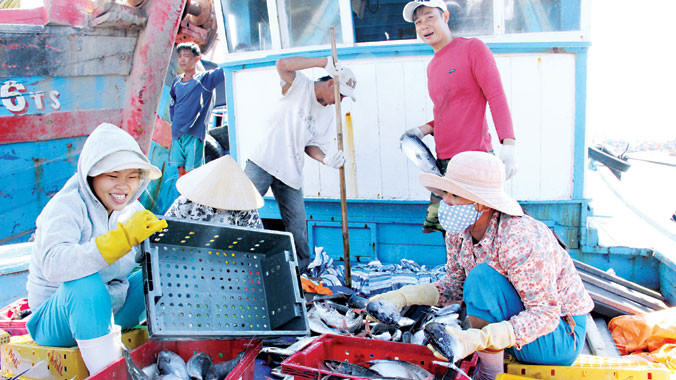 Niềm vui trúng đậm cá ngừ của ngư dân miền Trung không được trọn vẹn. Ảnh: Thanh Trần