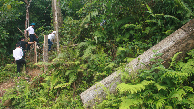 Nhiều cây gỗ lớn trong lâm phận BQL rừng phòng hộ Sông Tranh bị lâm tặc đốn hạ