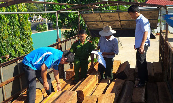 Qua kiểm tra, tổ công tác phát hiện có 304 hộp gỗ căm xe thuộc nhóm 2, khối lượng gần 16m3 chất sau thùng xe, không rõ nguồn gốc.