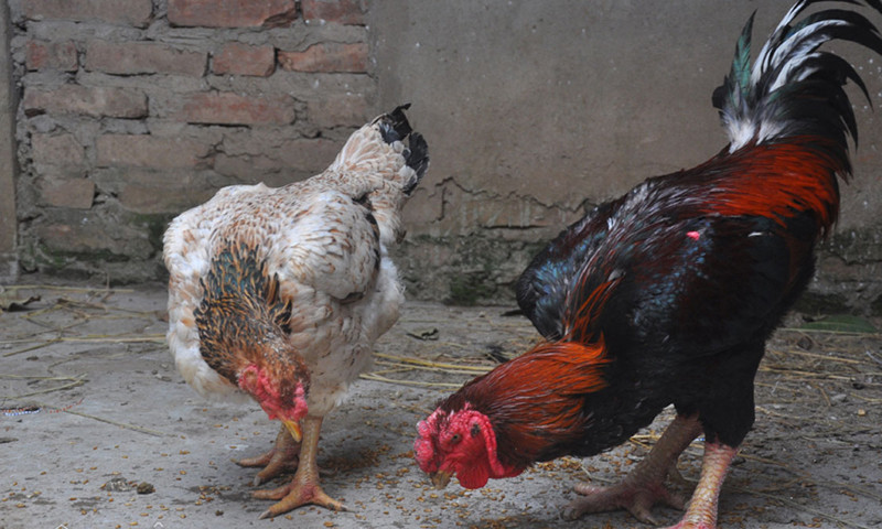 Giá bán gà Hồ thương phẩm hiện nay khoảng 3-5 triệu đồng/con khoảng 4 kg. Ảnh: Dân Việt.