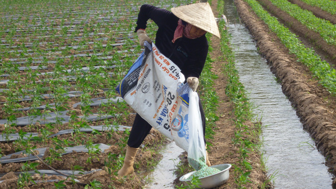 Phân bón Neb-26 là loại phân bón thế hệ mới, giúp điều hòa dinh dưỡng cho đất, tăng năng suất, giảm chi phí đầu vào cho cây trồng. Ảnh: Lê Ngân
