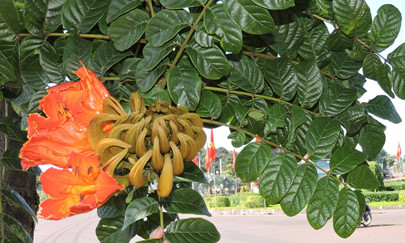 Nhiều người dân chưa biết sò đo cam là cây độc