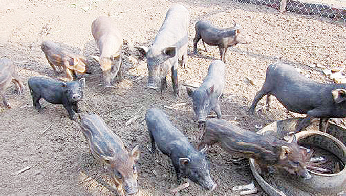 Lợn thả vườn được cho ăn giun quế, nghe nhạc giao hưởng. Ảnh: T.H