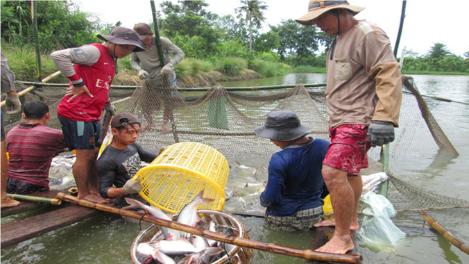 Thu hoạch cá tra. Ảnh: Hòa Hội