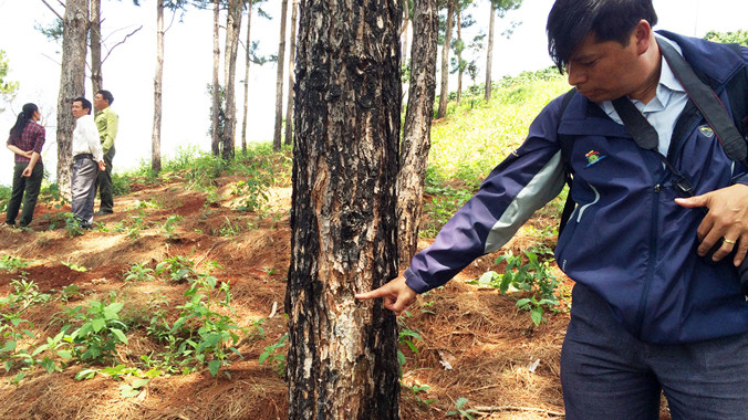 Thông xì nhựa trắng vì bị khoan lỗ đổ thuốc độc.