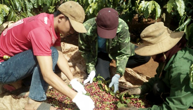 Gia đình bà Lê Thị Hải thu hoạch cà phê. Ảnh: N.M.T