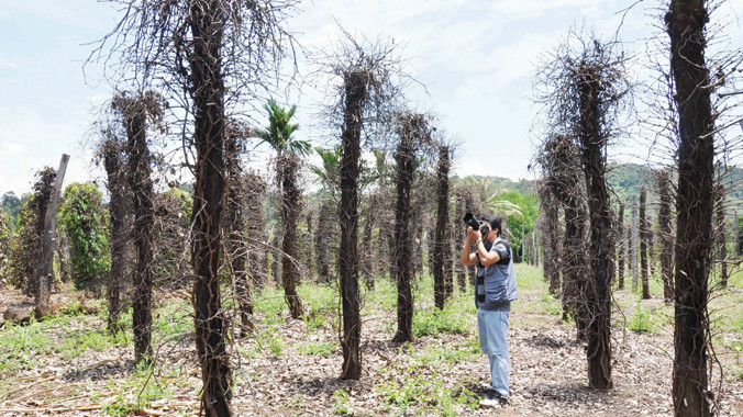 Một rẫy tiêu ở xã Tâm Thắng huyện Cư Jút-Đắk Nông chết rụi vì phân bón và thuốc sâu giả.