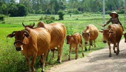 Nhiều hộ dân xã Mỹ Châu (huyện Phù Mỹ, Bình Định) không được nhận BHYT miễn phí.