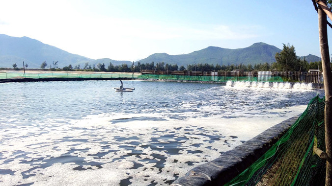 Khu nuôi tôm chân trắng tự phát cạnh đất rừng phòng hộ. Ảnh: Ngọc Văn