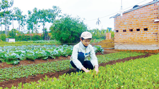 Duy phụ bố mẹ chăm sóc vườn rau.