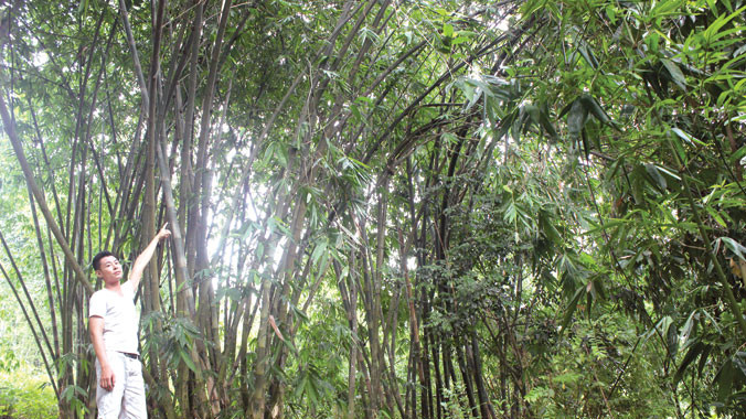 Anh Quách Hưng Thịnh giới thiệu về vườn cò.