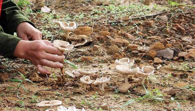 Người Vân Kiều không bao giờ dùng thanh kim loại để cậy nấm.