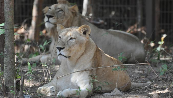 Vườn thú bán hoang dã đầu tiên tại Việt Nam