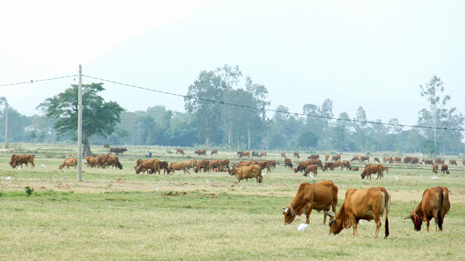 “Thảo nguyên” bên bờ Vu Gia được bà con xã Đại Hồng ví von là “bầu sữa” nuôi nấng cả ngàn con bò thịt, bò giống. Ảnh: Thanh Trần