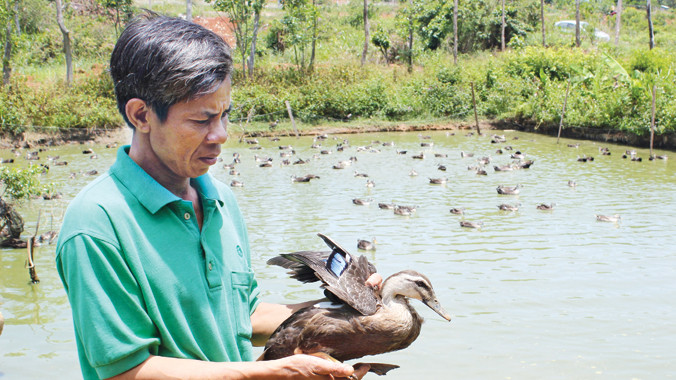 Ông Vượng nuôi vịt trời mang lại hiệu quả kinh tế cao.