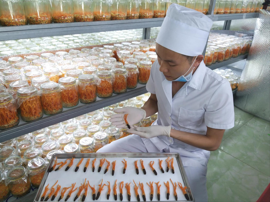 Ong Thế Dũng trong khu nuôi cấy đông trùng hạ thảo của mình ảnh: N.T 