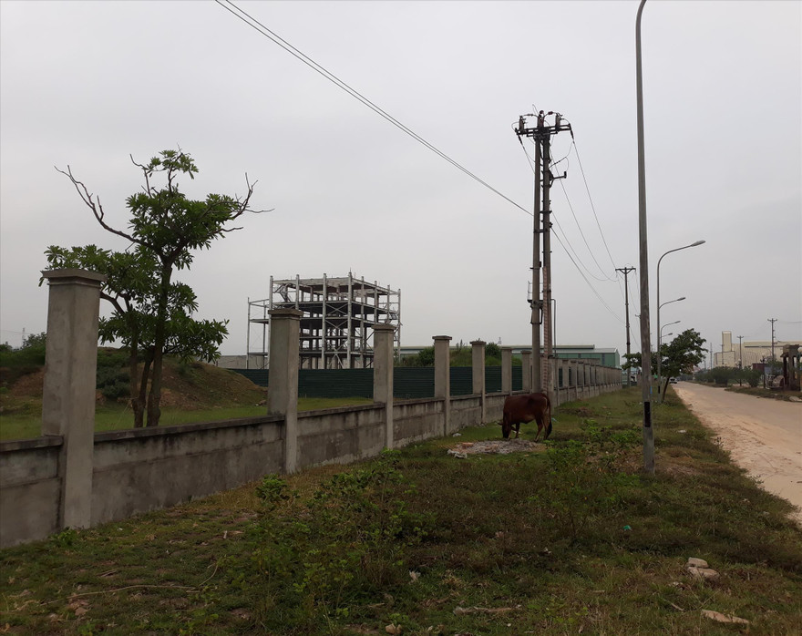 KCN Trung Thành (Thái Nguyên) rơi vào tình trạng bỏ hoang, thành nơi chăn thả trâu bò ảnh: n.l 